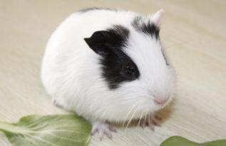 国产荷兰猪聪明吗视频,聪明程度令人惊叹