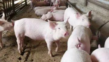 国产猪瘟视频播放大全最新