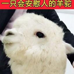 榴莲国产搞笑视频大全,榴莲国产搞笑视频大盘点