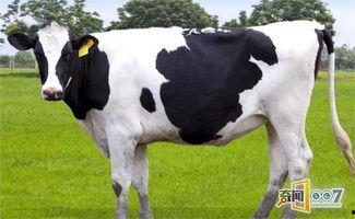 国产奶牛视频久久,视频久久展现奶业发展新篇章