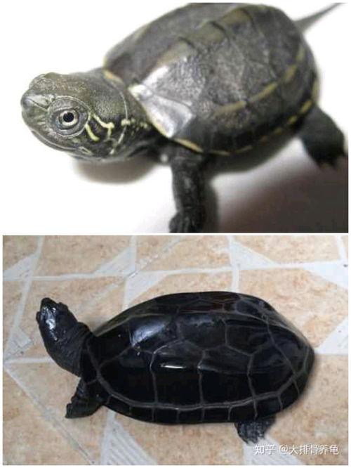 国产大乌龟电脑解密视频,揭秘神秘解密视频背后的技术奥秘