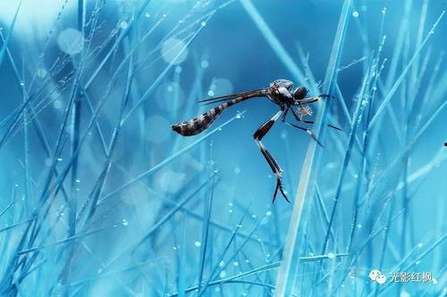 国产微距视频镜头有哪些,探索微观世界的视觉盛宴